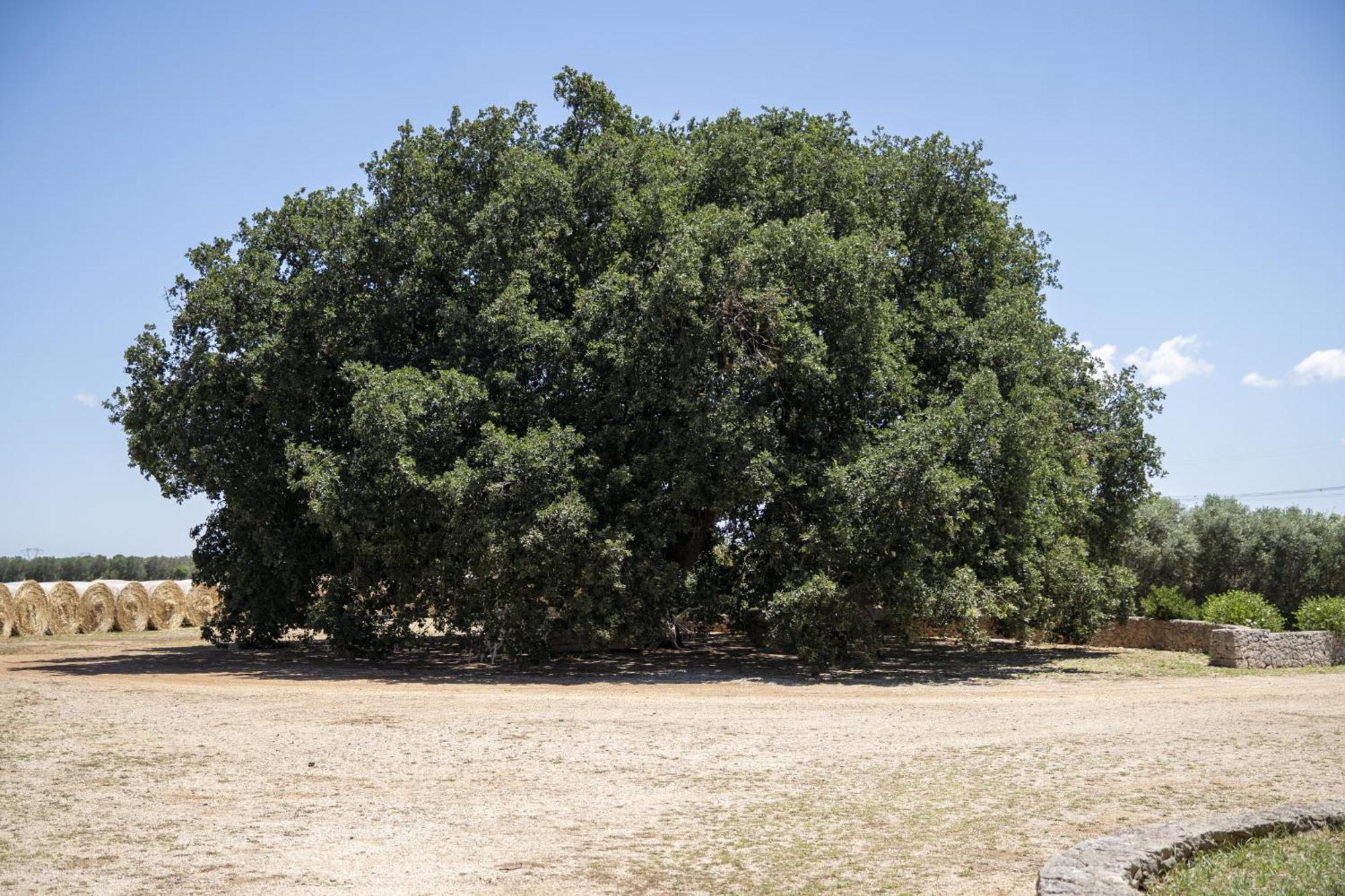 Masseria Palmo Франкавила Фонтана Екстериор снимка